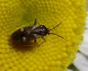 Obscure Plant Bug - photo 2