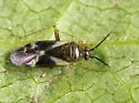 Obscure Plant Bug - photo 3