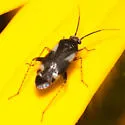 Obscure Plant Bug - photo 4
