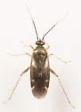 Obscure Plant Bug - photo 5
