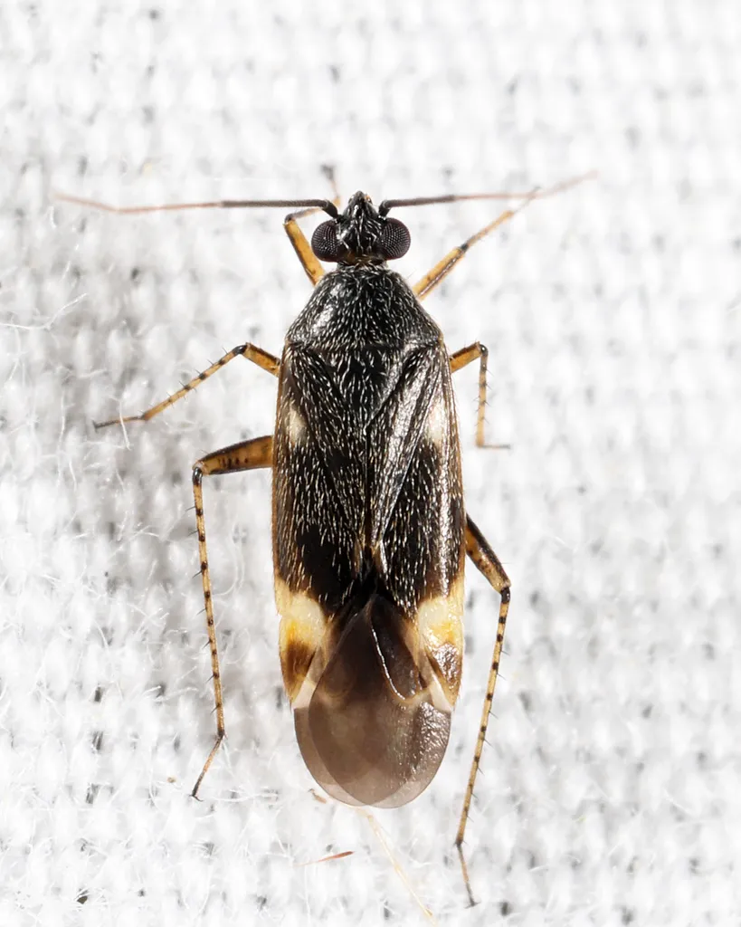 Plagiognathus parshleyi - photo 2