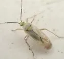 Plagiognathus phaceliae - Plagiognathus phaceliae