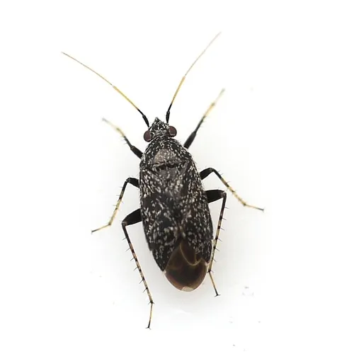 Plagiognathus physocarpi