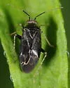 Plagiognathus politus - Plagiognathus politus
