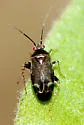 Plagiognathus politus - photo 2