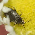 Plagiognathus politus - photo 3