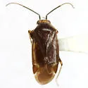 Plagiognathus politus - photo 4