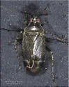 Plagiognathus politus - photo 5