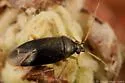 Plagiognathus punctatipes - photo 2