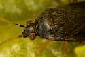 Plagiognathus punctatipes - photo 3