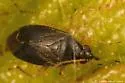 Plagiognathus punctatipes - photo 4