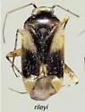 Plagiognathus rileyi - photo 2