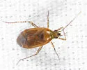Plagiognathus rosicola