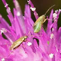 Plagiognathus salicicola