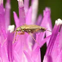 Plagiognathus salicicola - photo 2