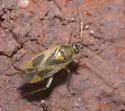 Plagiognathus salicicola - photo 5
