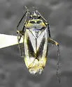 Plagiognathus shoshonea - Plagiognathus shoshonea