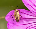 Plagiognathus shoshonea - photo 2