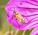 Plagiognathus shoshonea - photo 3