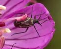 Plagiognathus shoshonea - photo 4