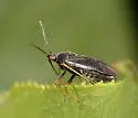 Plagiognathus syrticolae - photo 2