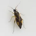 Plagiognathus tinctus - Plagiognathus tinctus