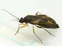 Plagiognathus tinctus - photo 2