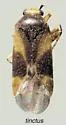 Plagiognathus tinctus - photo 3