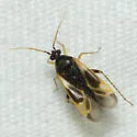 Plagiognathus tinctus - photo 4