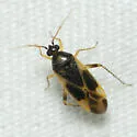 Plagiognathus tinctus - photo 5