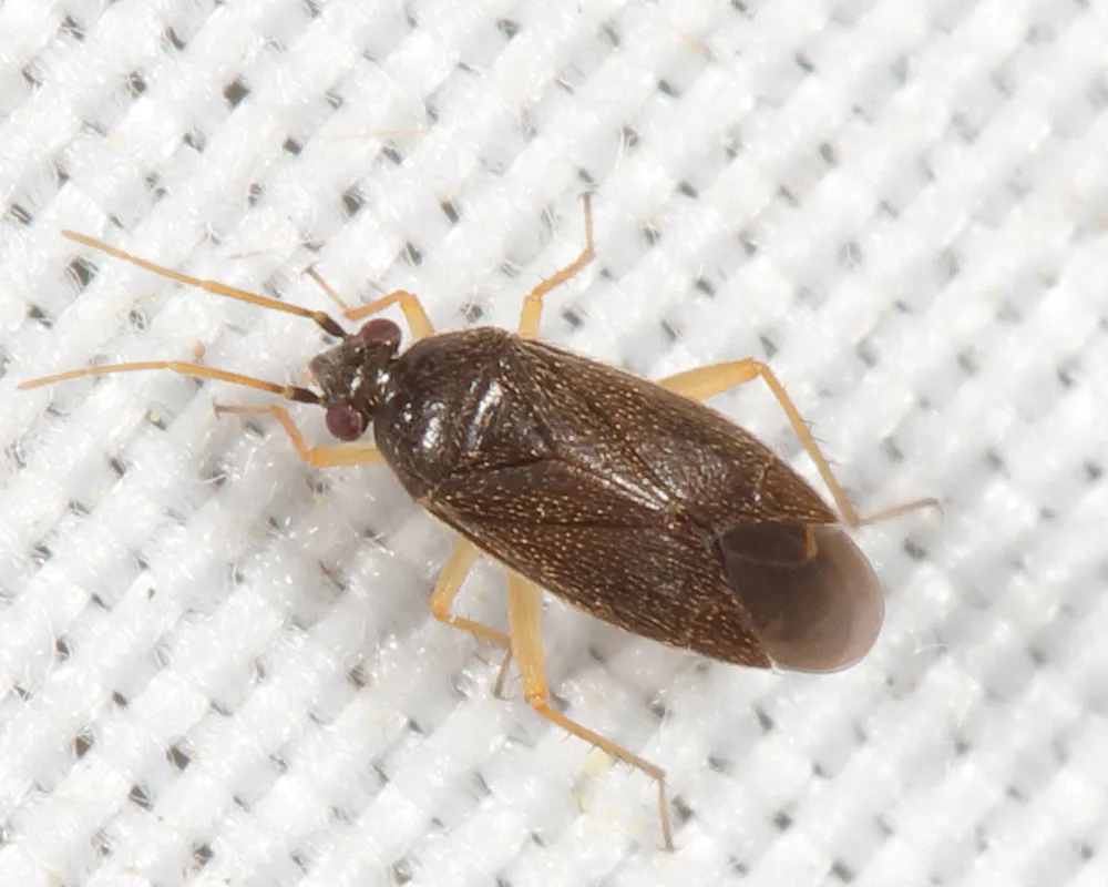 Plagiognathus tsugae - photo 2