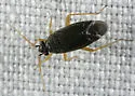 Plagiognathus tumidifrons