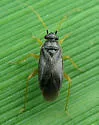 Plagiognathus tumidifrons - photo 2