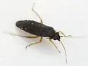 Plagiognathus tumidifrons - photo 3