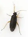 Plagiognathus tumidifrons - photo 4