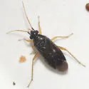 Plagiognathus tumidifrons - photo 5