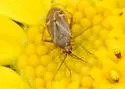 Plagiognathus verticalis - photo 2
