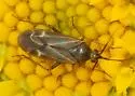 Plagiognathus verticalis - photo 3