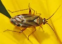 Plagiognathus verticalis - photo 4