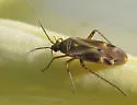 Plagiognathus verticalis - photo 5