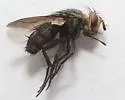 Plagiomima auriceps - Plagiomima auriceps
