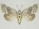 Plagiomimicus caesium - Hodges#9748.1