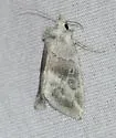 Plagiomimicus caesium - Hodges#9748.1 - photo 2
