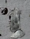 Plagiomimicus caesium - Hodges#9748.1 - photo 3