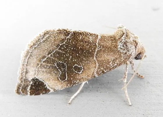 Plagiomimicus curiosum - Hodges#9747 - photo 2