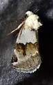 Plagiomimicus dimidiata - Hodges#9745