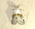 Plagiomimicus dimidiata - Hodges#9745 - photo 3