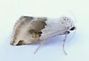 Plagiomimicus dimidiata - Hodges#9745 - photo 4