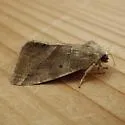 Plagiomimicus expallidus - Hodges#9752