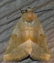 Plagiomimicus expallidus - Hodges#9752 - photo 3